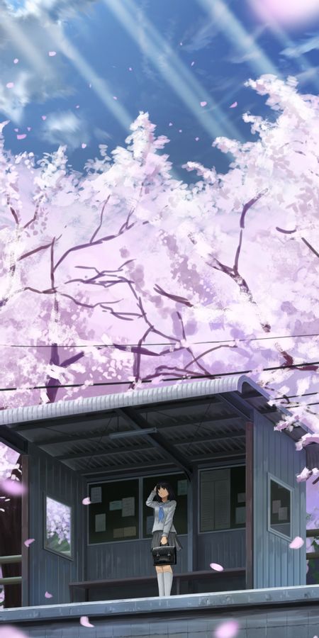 Phone wallpaper: Anime, Cherry Blossom, Original, Black Hair, Short Hair, Telephone Pole free download